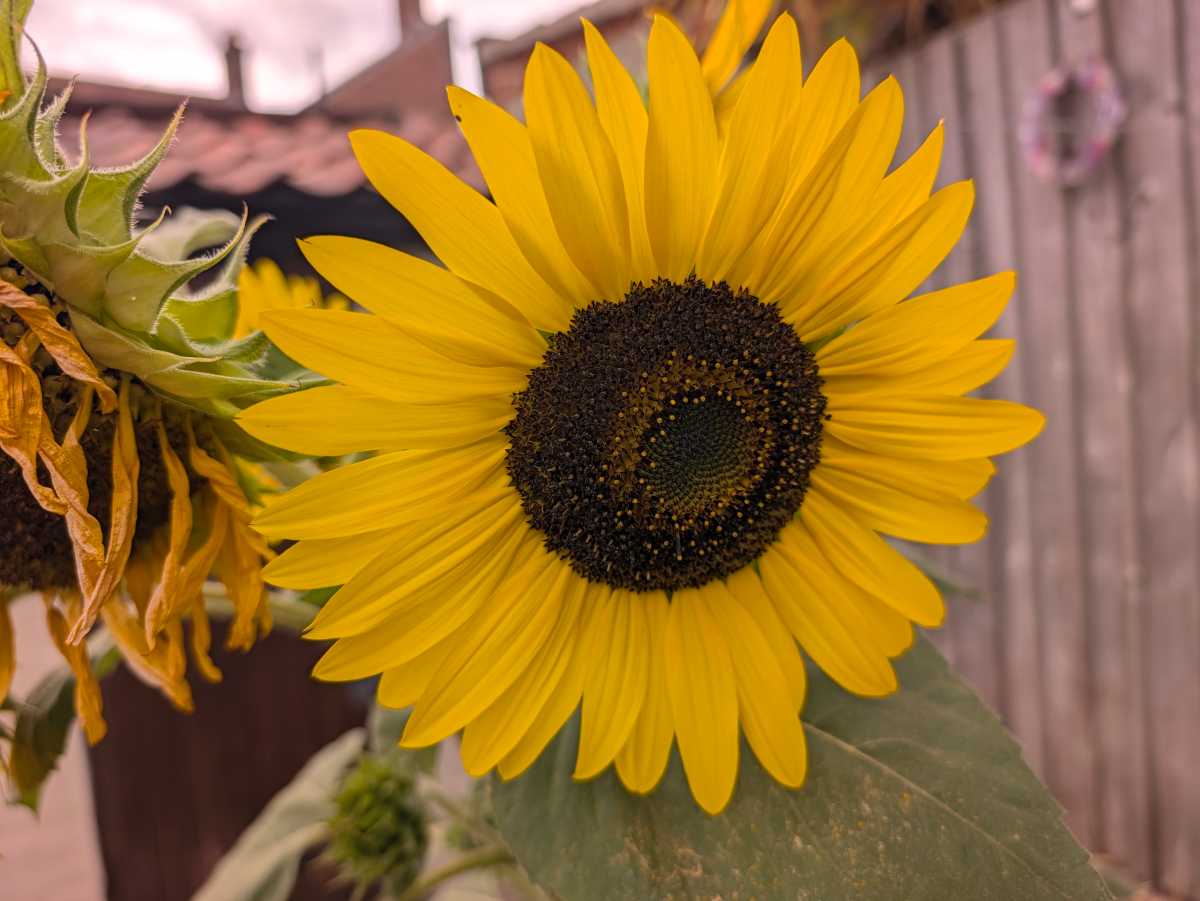 google pixel 11 pro camera sample 3