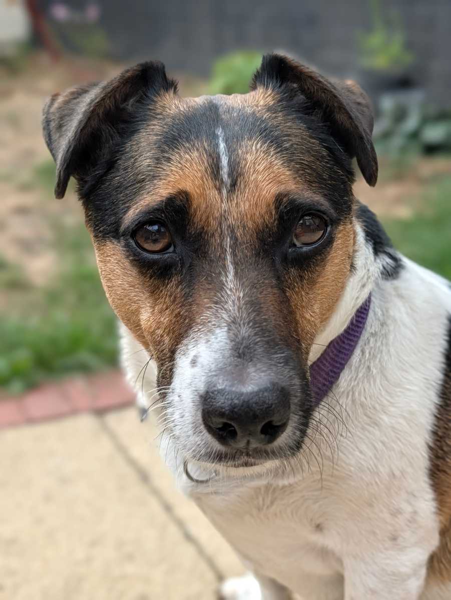 google pixel 11 pro camera sample 5