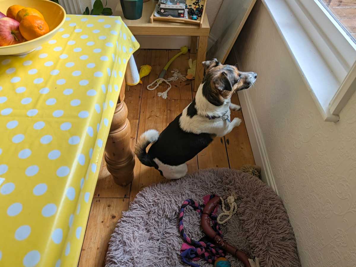 google pixel 11 pro camera sample