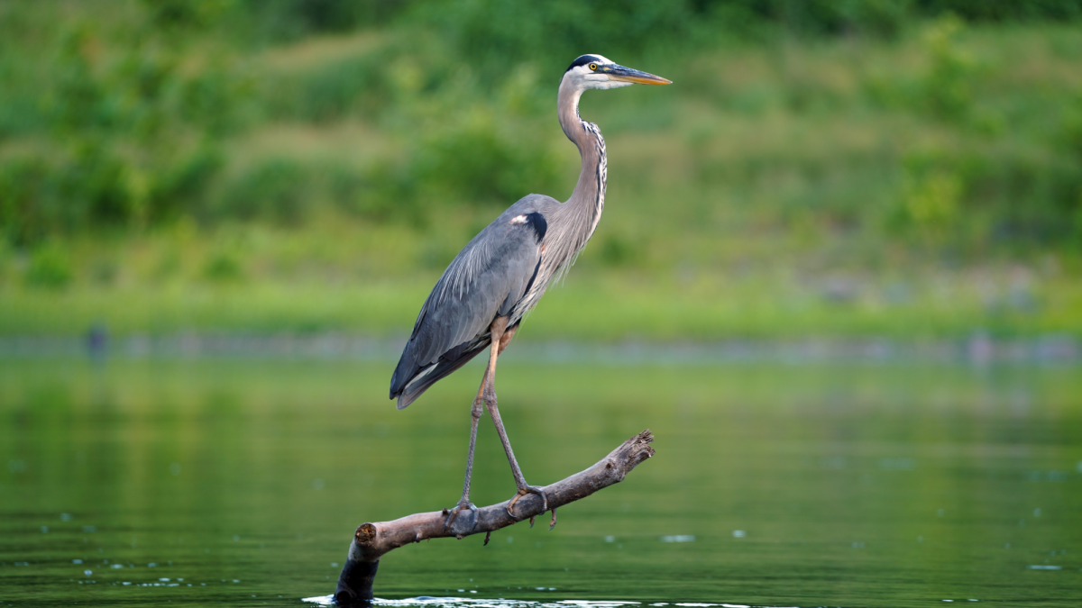 Great blue heron on the Delaware River