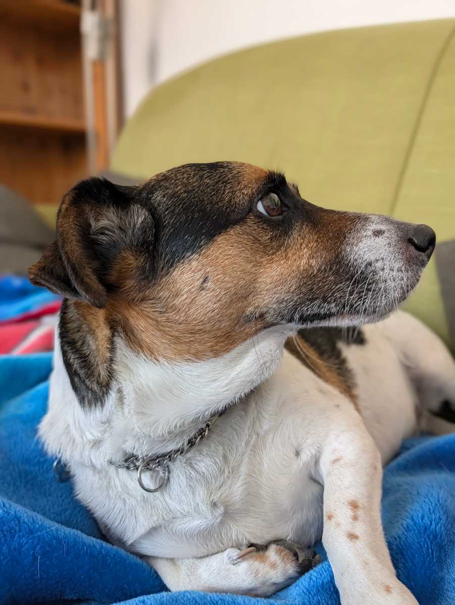 pixel 11 pro camera sample 10