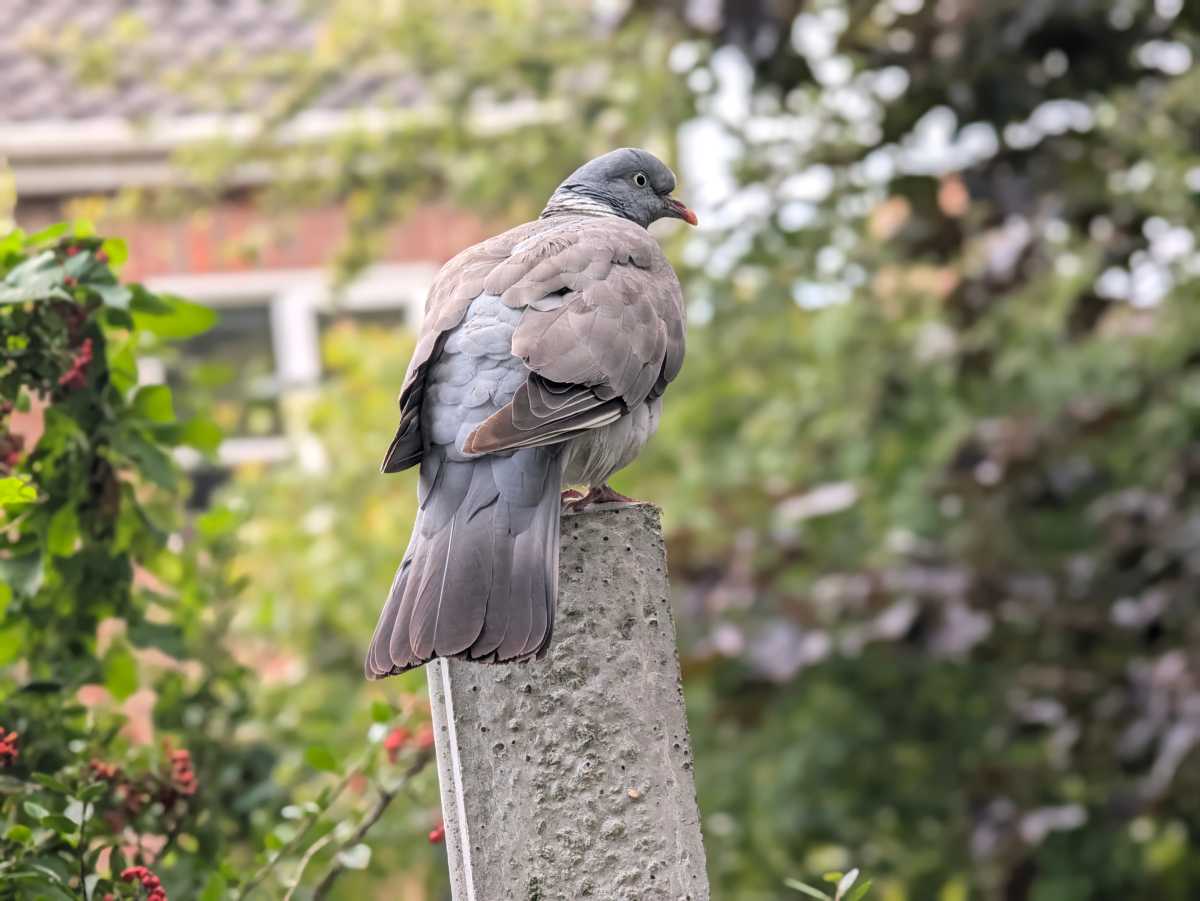 pixel 11 pro camera sample 16