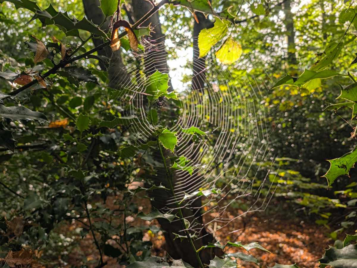 pixel 11 pro camera sample 17