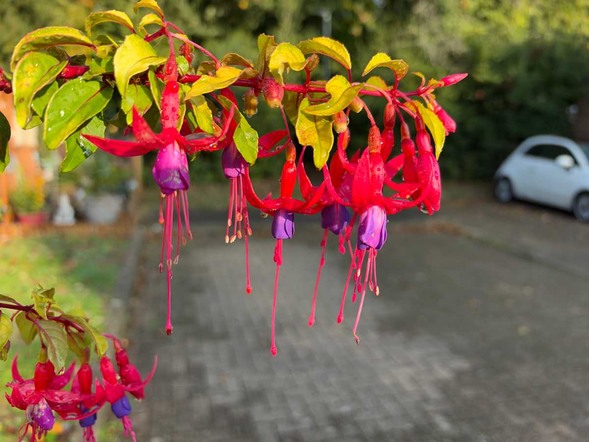 Apple iPhone Duo camera samples