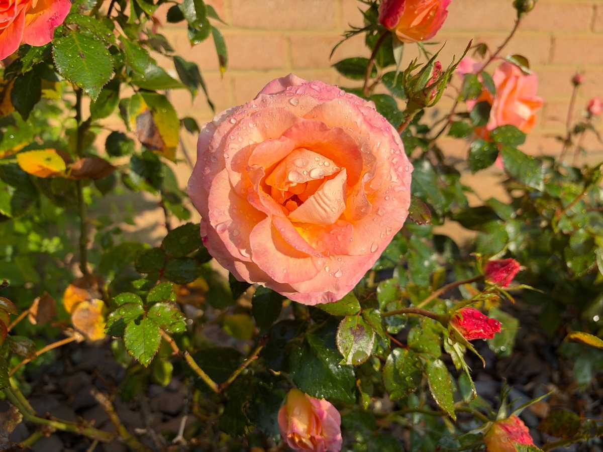 Apple iPhone Duo camera samples