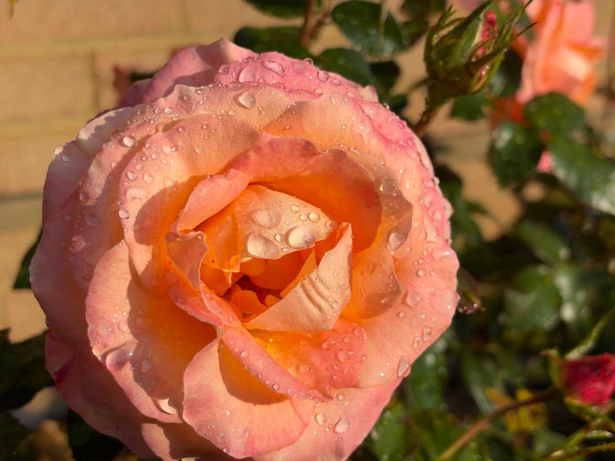 Apple iPhone Duo camera samples