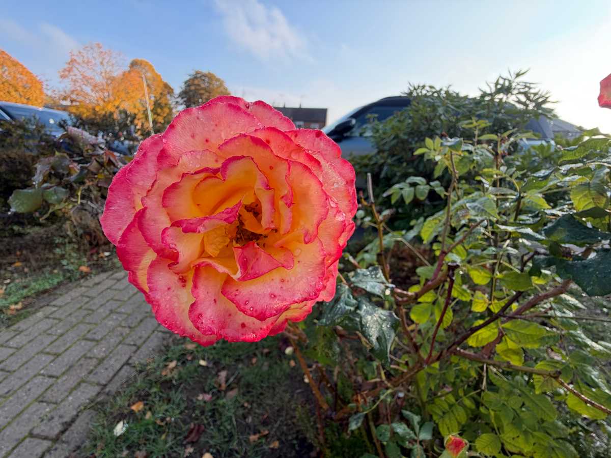 Apple iPhone Duo camera samples